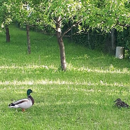 Studio Apartman Firdaus-Bihac, Dobrenica Bb Zewnętrze zdjęcie